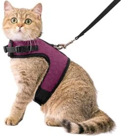 Kattentuigje Met Leiband Riem Kattenharnas Paars Maat L Kat & Kitten – Dieren Kattenriem – Cat Leash – Halsomvang 24 Tot 33cm – Borstomvang 36 Tot 41cm – Zootic®