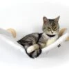 Kattenhangmat Voor Wandmontage, Eco Kattenbed, Kattenhangmat Voor Aan De Muur, Voor Het Verlengen Van Een Klimmuur, Kattentrap, Wandbed, Wandligstoel, Kattenligstoel, Klimlandschap, Slaapplaatsen Voor Katten 2 Kattenhangmat Voor Wandmontage, Eco Kattenbed, Kattenhangmat Voor Aan De Muur, Voor Het Verlengen Van Een Klimmuur, Kattentrap, Wandbed, Wandligstoel, Kattenligstoel, Klimlandschap, Slaapplaatsen Voor Katten -Dieren Benodigdheden Winkel 1200x829